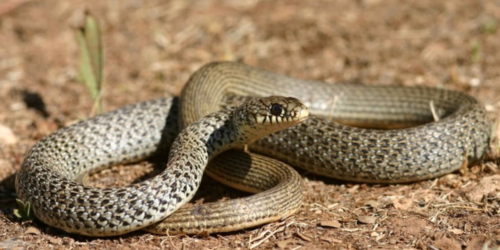 Δηλητηριώδες φίδι δάγκωσε άνδρα ενώ προσπαθούσε να το πιάσει κάνοντας live μετάδοση (βίντεο)