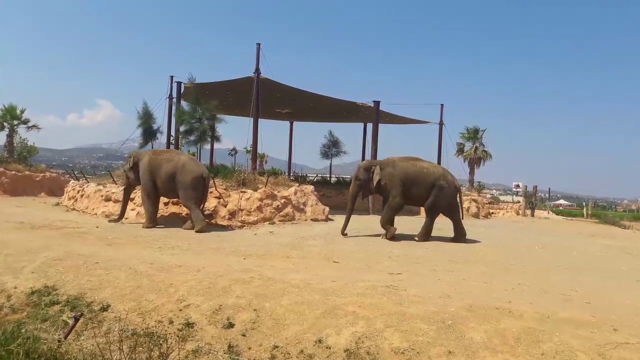 Βερολίνο: Τούρτα καρπούζι για τον ελέφαντα Έντγκαρ στο ζωολογικό πάρκο (βίντεο)