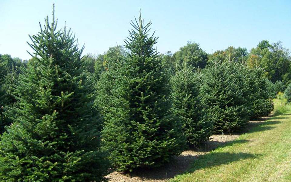 Θεσσαλονίκη: Μετά τα Θεοφάνια θα ξεκινήσει η ανακύκλωση των χριστουγεννιάτικων δέντρων