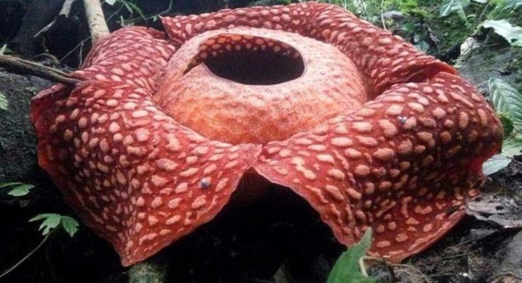 Άνθισε το μεγαλύτερο λουλούδι του κόσμου με την απαίσια μυρωδιά (φώτο – βίντεο)