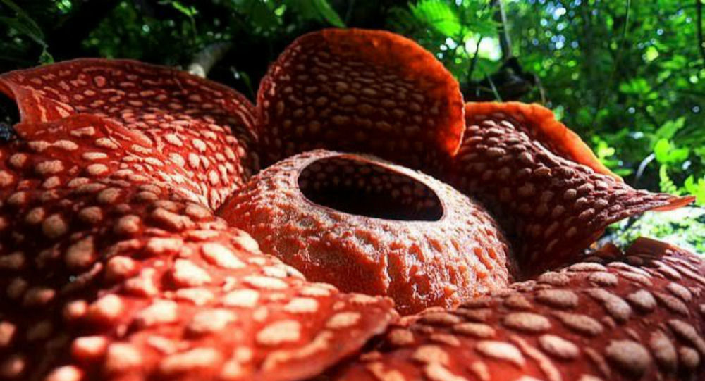 Αυτό είναι το μεγαλύτερο λουλούδι του κόσμου – Μυρίζει σαν σάπιο κρέας (φώτο-βίντεο)