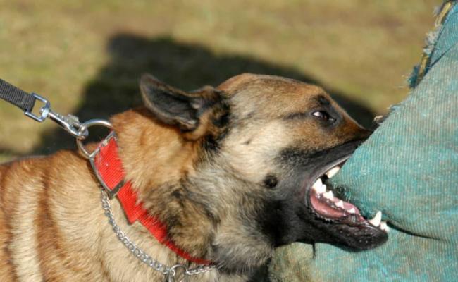 11χρονος δέχτηκε επίθεση από σκύλο – Τον βοήθησαν για να βγάλει το πόδι του από το στόμα του σκύλου