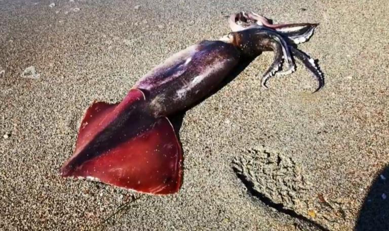 Καλαμάρι σαν από… ταινία τρόμου στο Ναύπλιο! (βίντεο)
