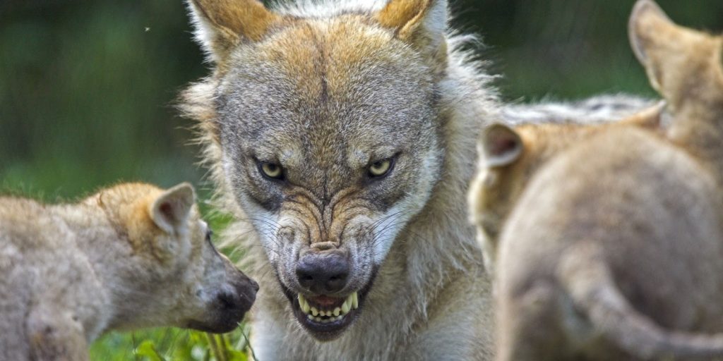 Σικάγο: Κογιότ επιτέθηκε σε πεντάχρονο αγόρι