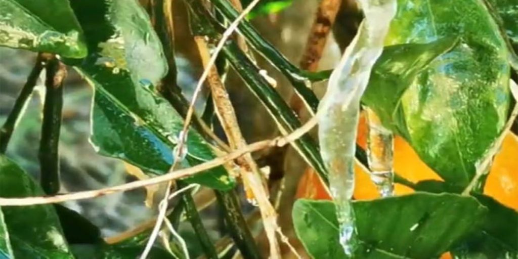 Παγετός στην Αργολίδα – Φόβοι για μεγάλες ζημιές στην παραγωγή πορτοκαλιών (βίντεο)