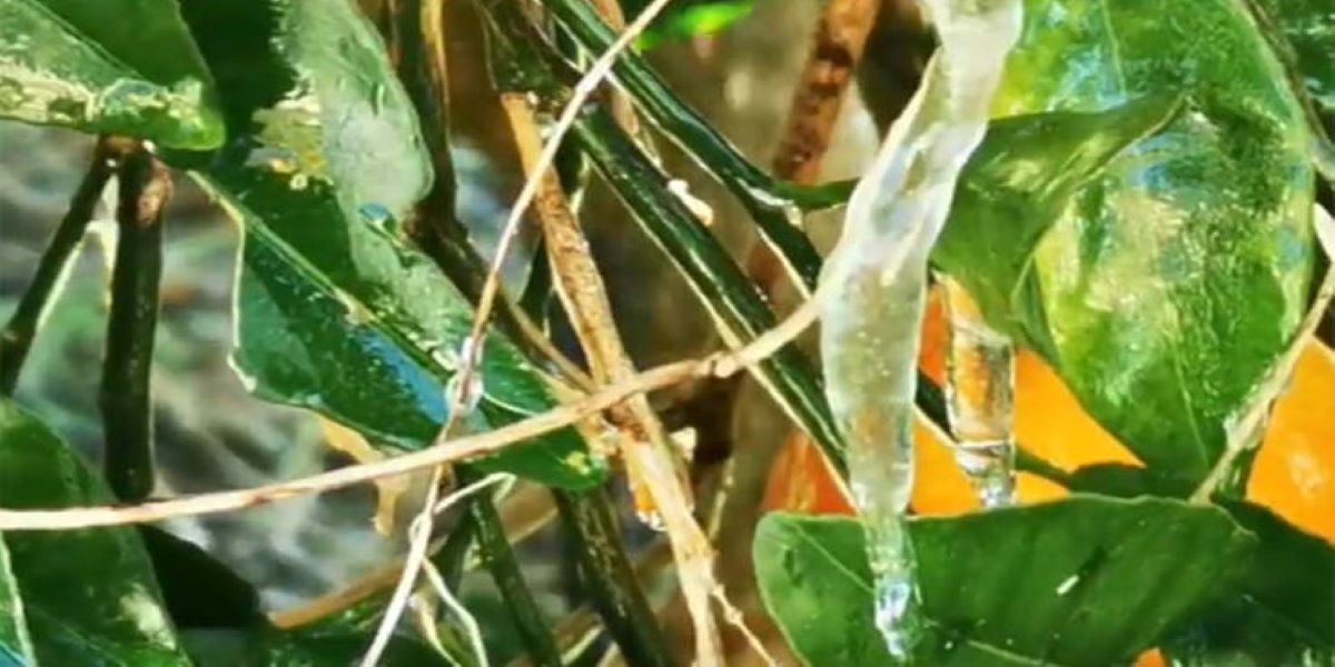 Παγετός στην Αργολίδα – Φόβοι για μεγάλες ζημιές στην παραγωγή πορτοκαλιών (βίντεο)