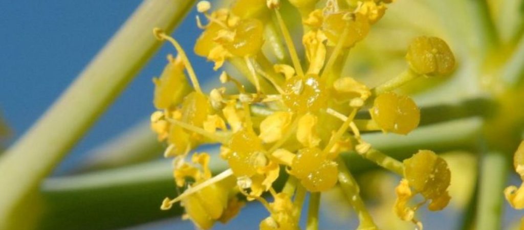 Το αρχαίο βότανο που κόστιζε μια περιουσία αλλά έσωζε τις γυναίκες από τις ανεπιθύμητες εγκυμοσύνες