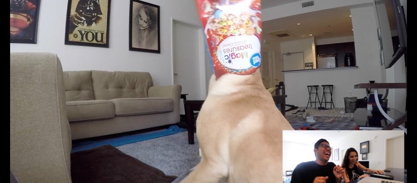 Έβαλε κάμερα στο σπίτι του να δει τι κάνει ο σκύλος του όταν λείπει – Το αποτέλεσμα είναι πολύ αστείο (βίντεο)