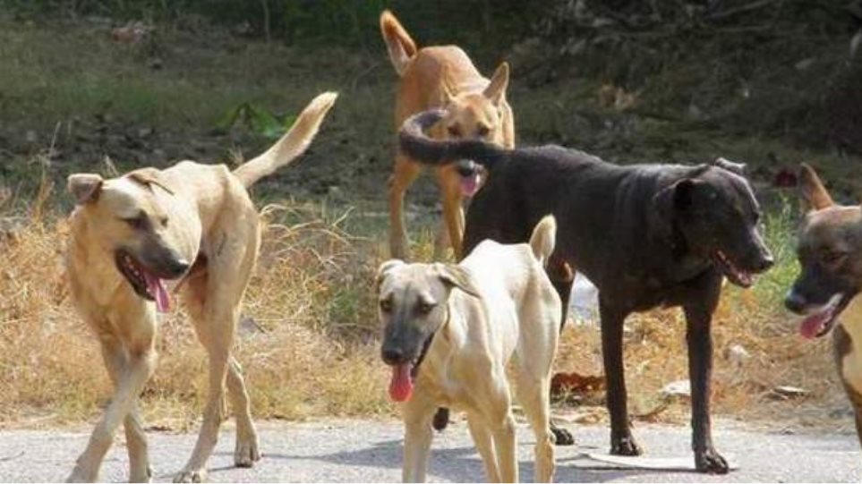 Xαλκιδική: Αδέσποτα σκυλιά επιτέθηκαν σε 11χρονο αγόρι