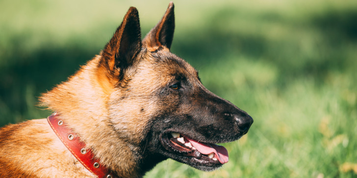 Σκύλος επιτέθηκε και σκότωσε την 45χρονη ιδιοκτήτριά του