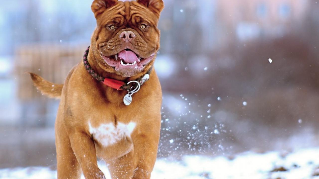 Δείτε πως να προστατεύσετε τις πατούσες του σκύλου σας από το κρυοπάγημα