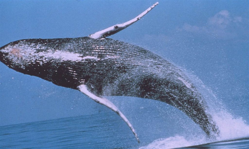 Οι ηλιακές καταιγίδες επηρεάζουν τη μετανάστευση των γκρίζων φαλαινών