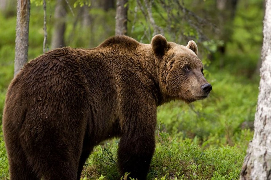 Καστοριά: Οδηγός τραυματίστηκε σε τροχαίο με… αρκούδα – Σφοδρή «μετωπική σύγκρουση»