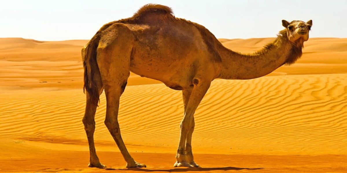 Αυστραλία: Θανάτωσαν 5.000 καμήλες για να «προστατεύσουν» τον τοπικό πληθυσμό