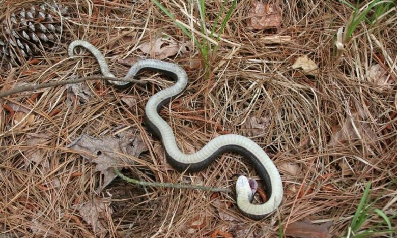 Φίδι «ζόμπι» παριστάνει το νεκρό όταν απειλείται και… «ξαναζωντανεύει» όταν νιώσει ασφαλές (φώτο)