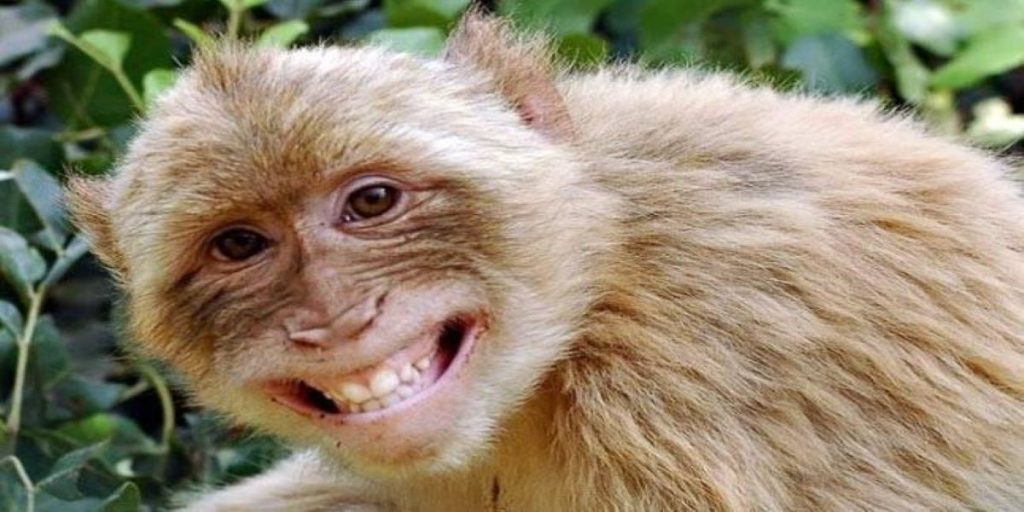 Ινδία: Μαϊμούδες επιτέθηκαν και «κατέλαβαν» χωριό (φώτο)