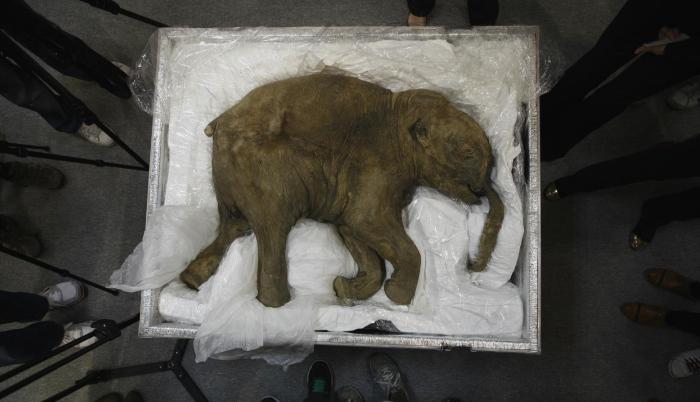 Νεκρανάσταση που διχάζει: Τα εξαφανισμένα είδη ζώων που οι επιστήμονες θέλουν να επαναφέρουν στη ζωή (φωτο)