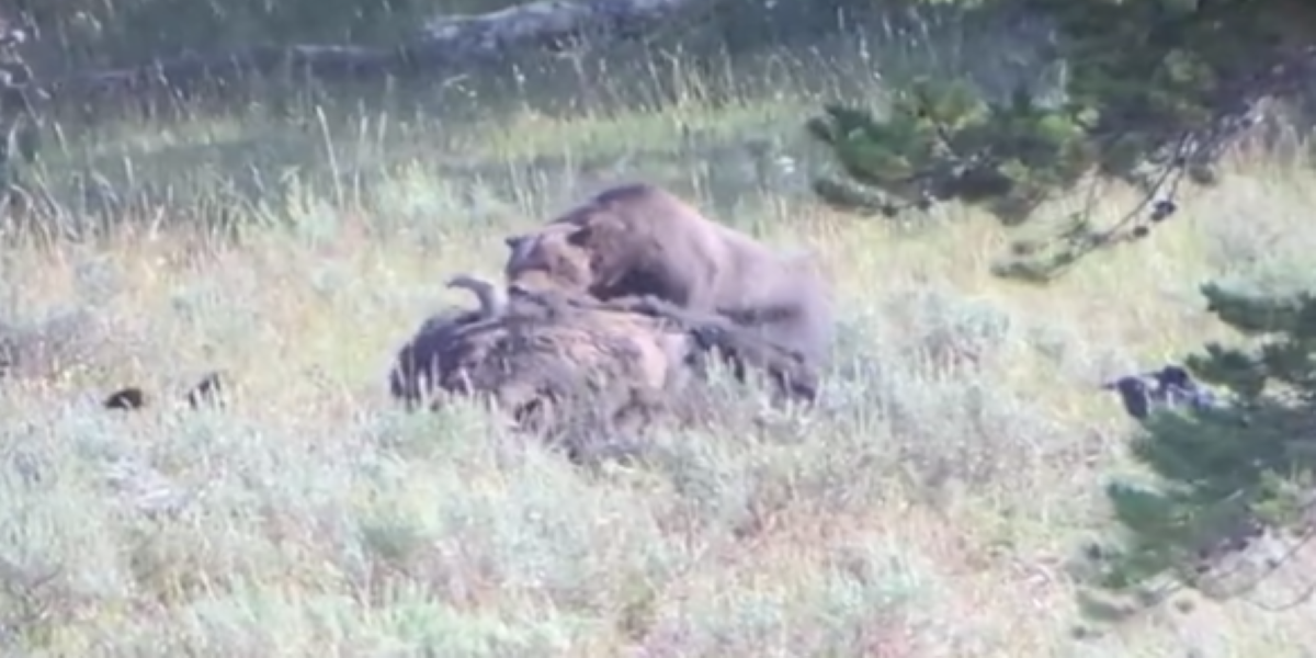 Μάχη «γιγάντων»: Αρκούδα σέρνει βίσονα 800 κιλών με τα δόντια της! (βίντεο)