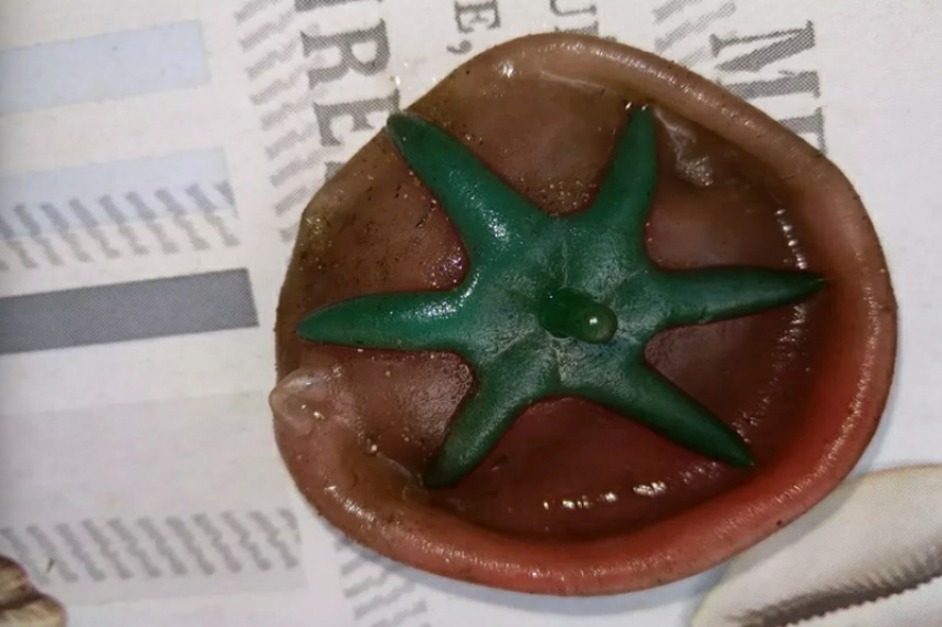 Ηλεία: Το «παράξενο» πράγμα αποδείχθηκε πως ήταν… ντομάτα χλαπάτσα (φώτο)