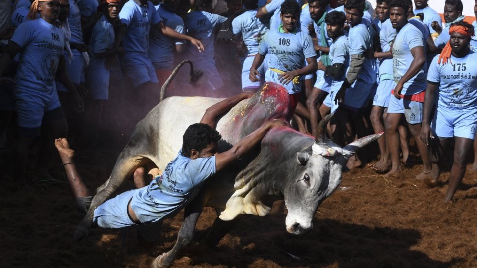 Ινδία: Ένας νεκρός και δεκάδες τραυματίες σε παραδοσιακό φεστιβάλ ροντέο