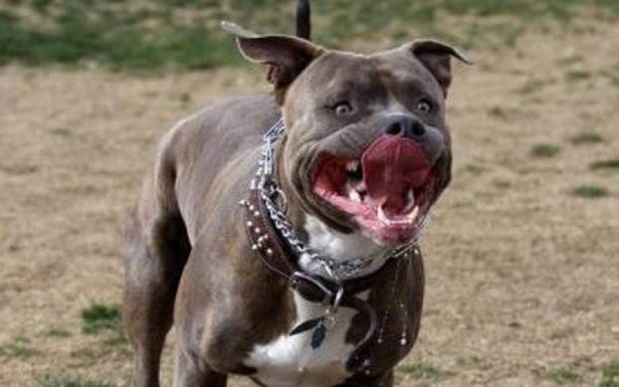 Φρίκη στον Βόλο: Πίτμπουλ κατασπάραξε την ιδιοκτήτριά του όταν κατάλαβε πως είναι νεκρή