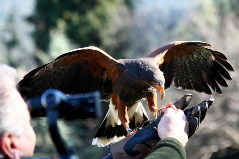 Ο γερακάρης που έκανε την Αγορά Δράμας ατραξιόν… για τα αρπακτικά!