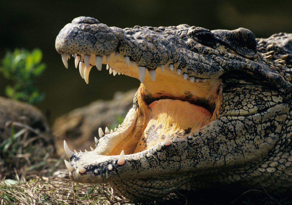 Ατρόμητοι δύτες κολυμπούν δίπλα σε κροκόδειλους της Καραϊβικής (βίντεο)