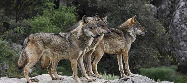 Τι αποκαλύπτει νέα έρευνα για τις ομοιότητες και τις διαφορές των λύκων με τους σκύλους