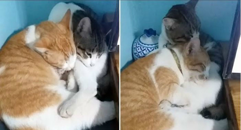 Οι πιο αγαπημένες γατούλες: Κάθε βράδυ κοιμούνται αγκαλιά (βίντεο)