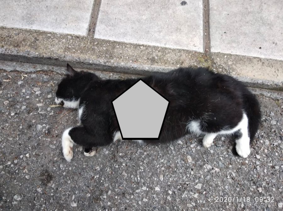 Άγνωστοι βασάνισαν και σκότωσαν τον γάτο του αντιδημάρχου Γ.Αβαρλή – «Δολοφονήθηκε ο αγαθός γίγαντας» (φώτο)