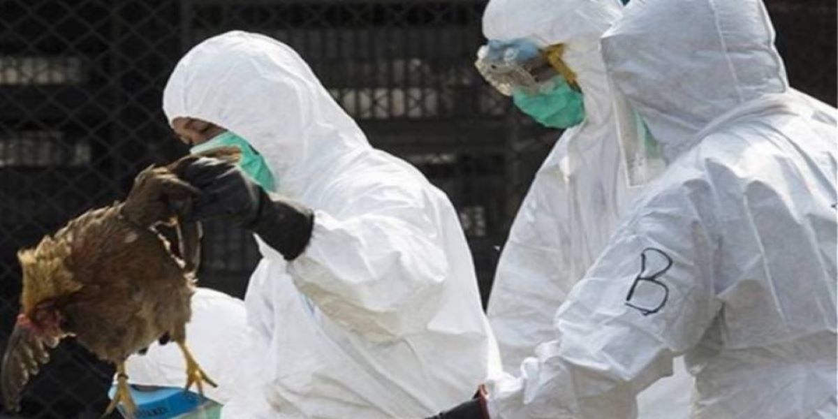 Γρίπη των πτηνών: Νέο μεγάλο κρούσμα στη Ρουμανία