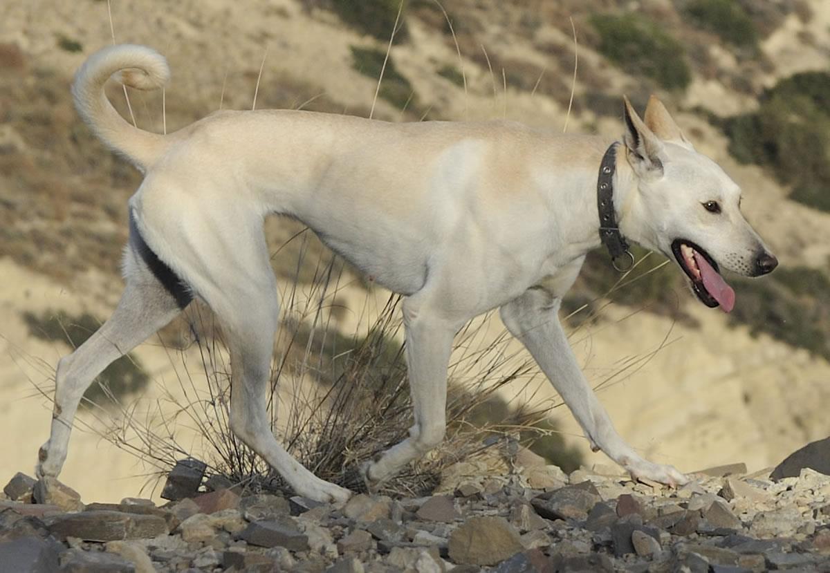 Αυτή είναι η πανάρχαια ράτσα σκύλου που ζει μόνο στην Κρήτη (φώτο-βίντεο)