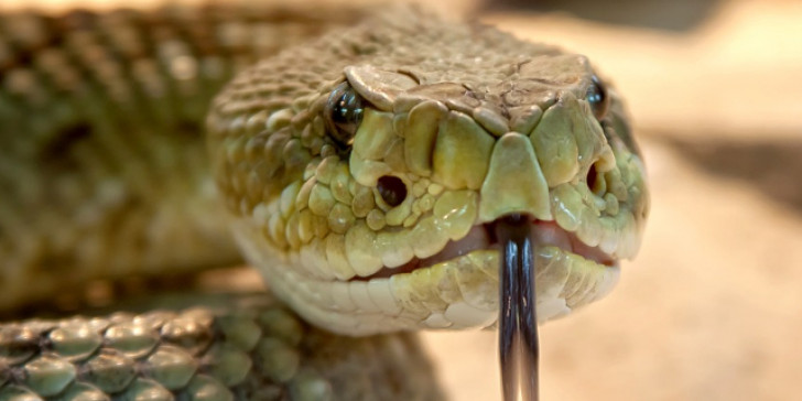 Μεγάλη πιθανότητα ο κοροναϊός να μεταπήδησε από δηλητηριώδη φίδια στον άνθρωπο