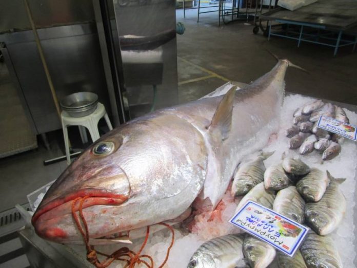 Μάνη: Αλιεύθηκε ψάρι «τέρας» 53,8 κιλών! (βίντεο)