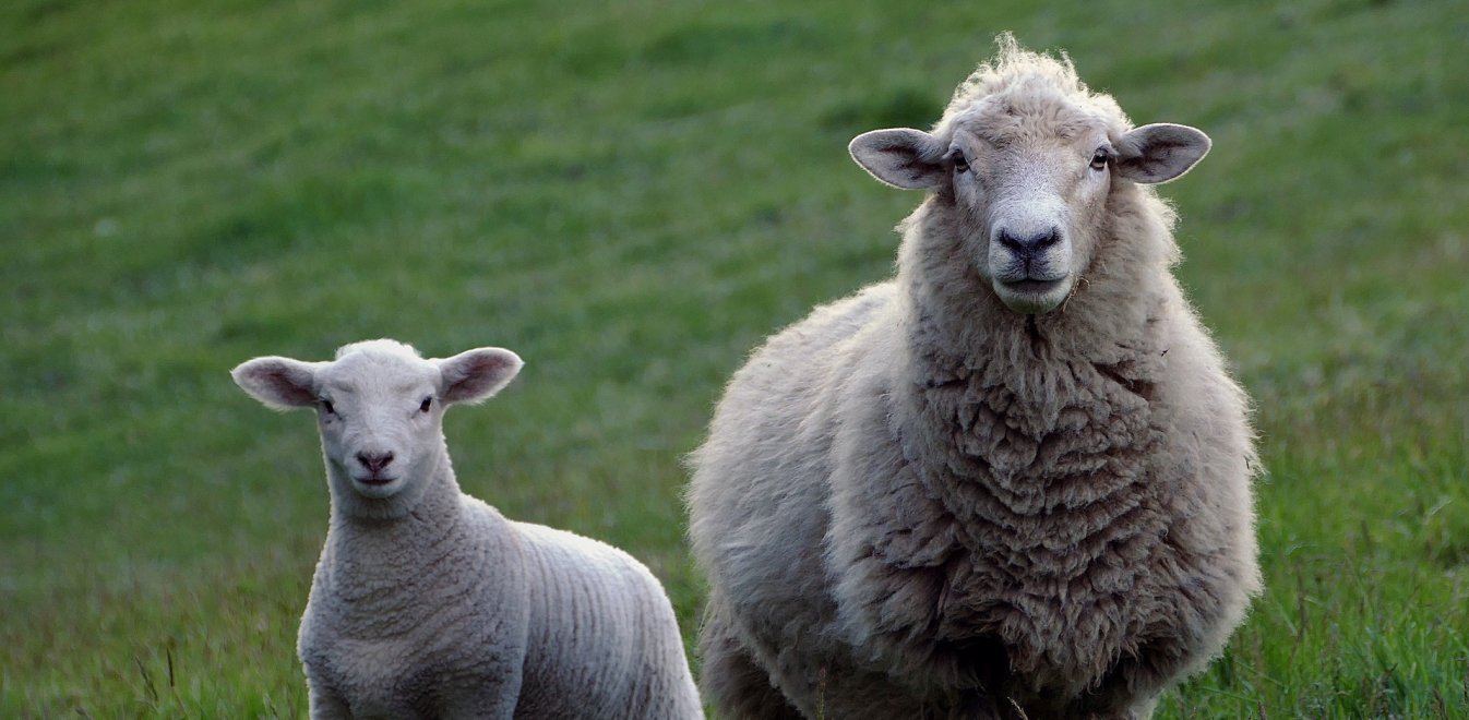 Κρήτη: Πρόβατα… κατέλαβαν την Εθνική Οδό Ηρακλείου – Ρεθύμνου (βίντεο)