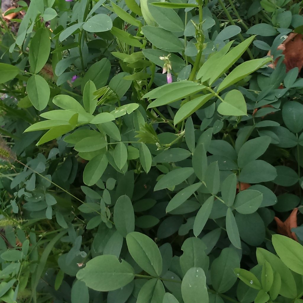 «Αθάνατο» φυτό ζει 40 χρόνια σε μπουκάλι χωρίς αέρα και νερό (φωτο)