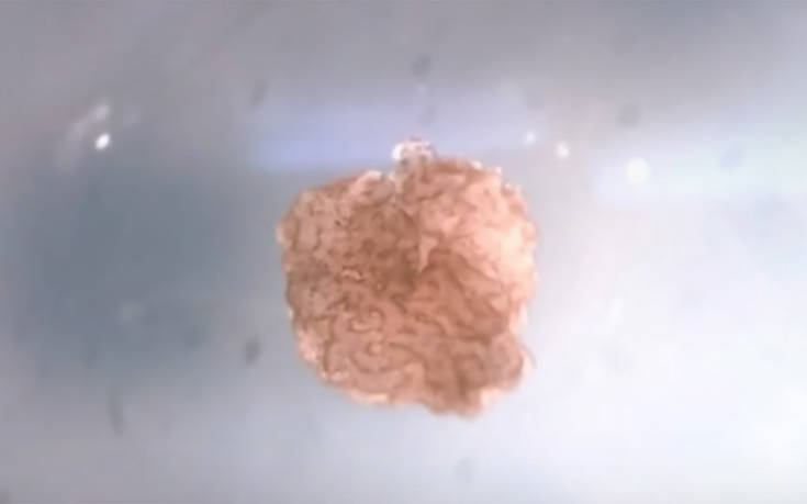 «Ζωντανά ρομπότ» φτιάχτηκαν για πρώτη φορά από πραγματικά κύτταρα (βίντεο)