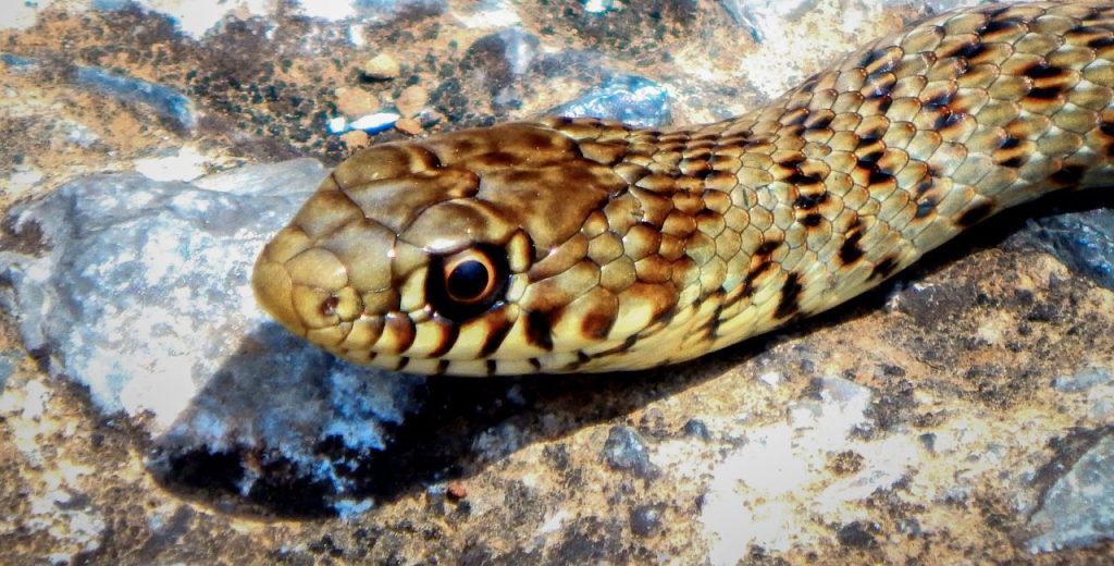 Επιστήμονες δημιούργησαν δηλητήριο φιδιών χωρίς φίδια