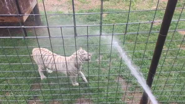 Δείτε τι θα συμβεί όταν ρίξουν νερό με λάστιχο σε μια άγρια λευκή τίγρη (βίντεο)