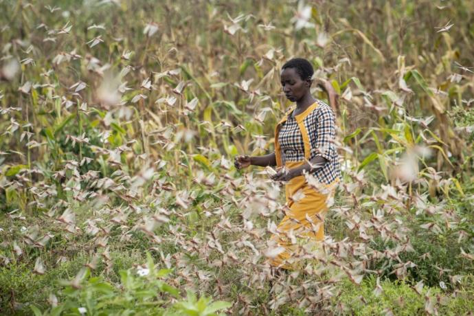 Σμήνη ακρίδων σαρώνουν την ανατολική Αφρική – Εξαιτίας των ακραίων καιρικών μεταβολών (βίντεο)