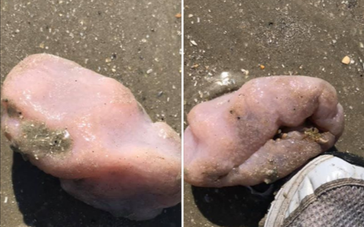 ΗΠΑ: Βρέθηκε παράξενο θαλάσσιο πλάσμα που θυμίζει εγκέφαλο (βίντεο)