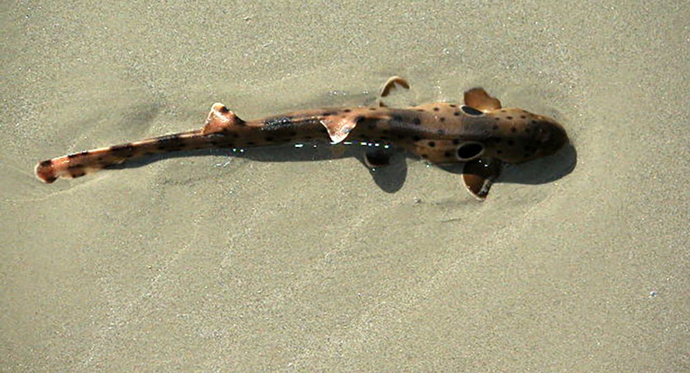 Εντοπίστηκαν καρχαρίες που… έχουν μάθει να περπατούν (βίντεο)