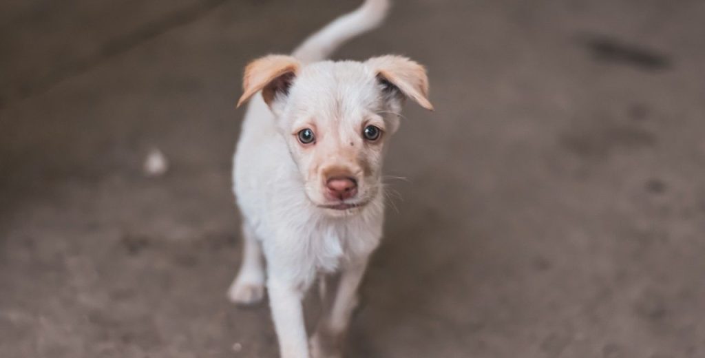 Δήμοι Ωραιοκάστρου – Χαλκιδόνας: Κοινή ανακοίνωση από τους δημάρχους για το θέμα των αδέσποτων