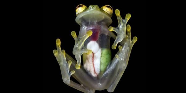 Βρέθηκαν τα πρώτα ημιδιάφανα βατράχια – Δείτε τις άκρως εντυπωσιακές φωτογραφίες