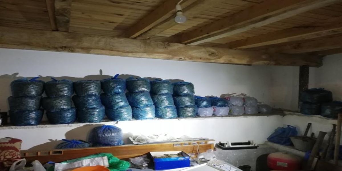 Λακωνία: Εξαρθρώθηκε τεράστιο κύκλωμα διακίνησης ναρκωτικών – Κατασχέθηκαν… 600 κιλά κάνναβης (φώτο)