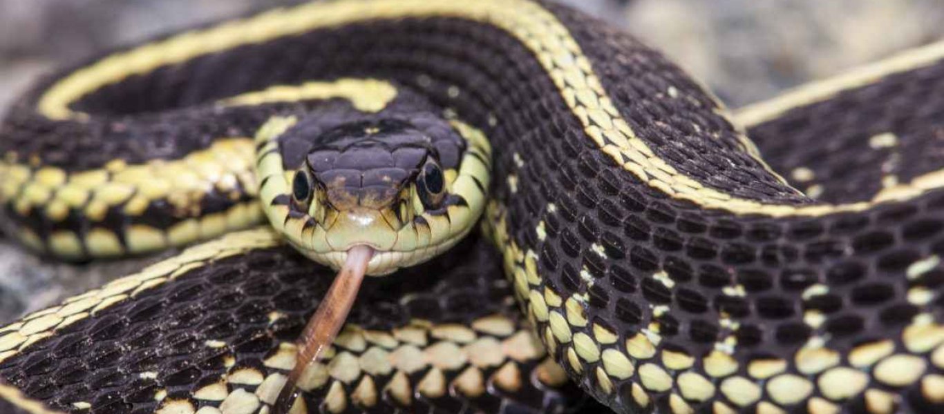 Αυτά είναι τα μεγαλύτερα φίδια που εθεάθησαν ποτέ (βίντεο)