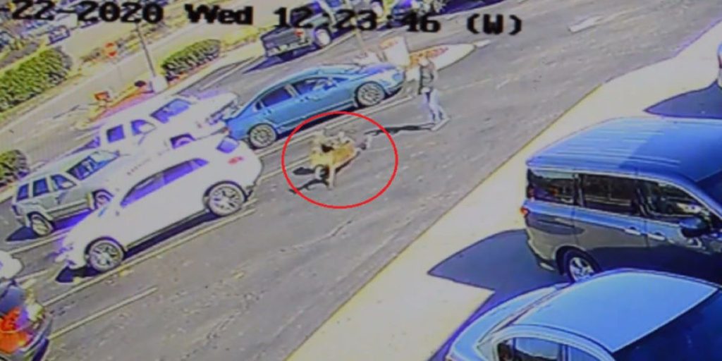 ΗΠΑ: Ελάφι μετατρέπεται σε… «καράτε κιντ» και ρίχνει κλωτσιά σε άντρα (βίντεο)