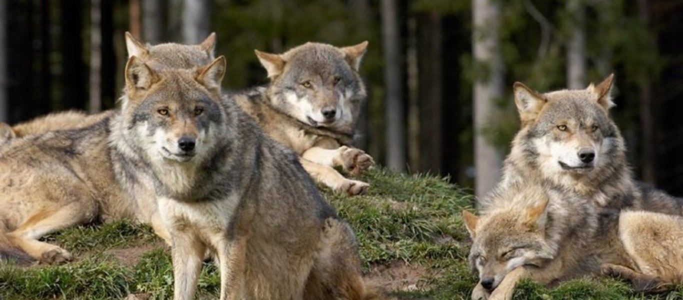 Ανακάμπτει ο πληθυσμός των λύκων στην Ελλάδα