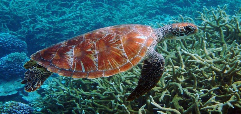 Συγκλονιστική φωτογραφία: Θαλάσσια χελώνα πέθανε εγκλωβισμένη σε πετονιά (φώτο)