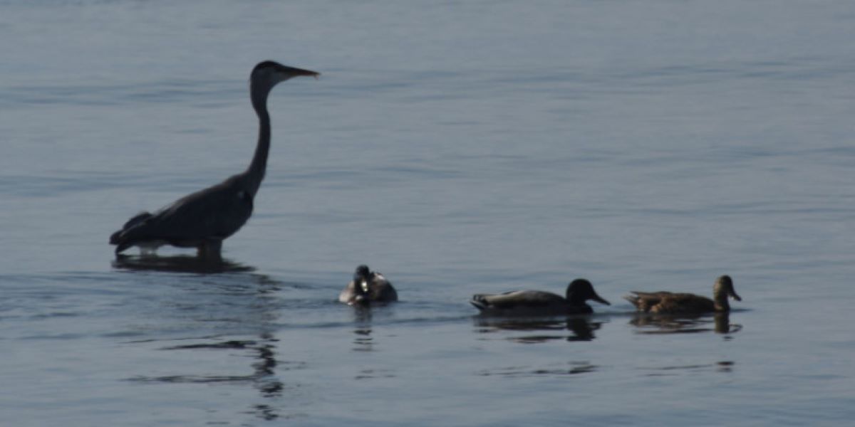Σήμερα η παγκόσμια ημέρα υγροτόπων: Η σημασία τους για τον πλανήτη